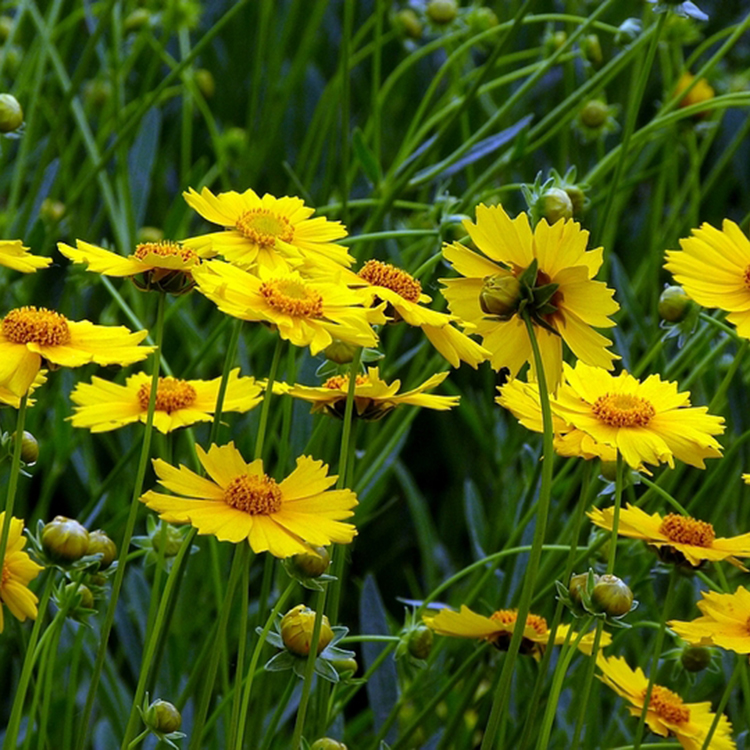 顺阳  金鸡菊报价  观赏草花