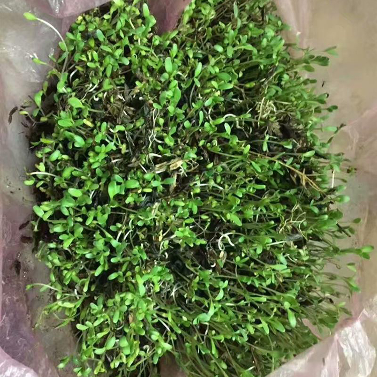板蓝根种子批发 抗旱耐寒 包成活 亳州中药材种苗种植基地
