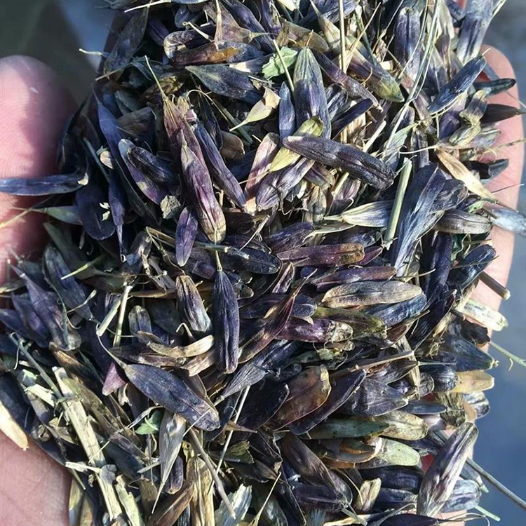 板蓝根种子批发 抗旱耐寒 包成活 亳州中药材种苗种植基地