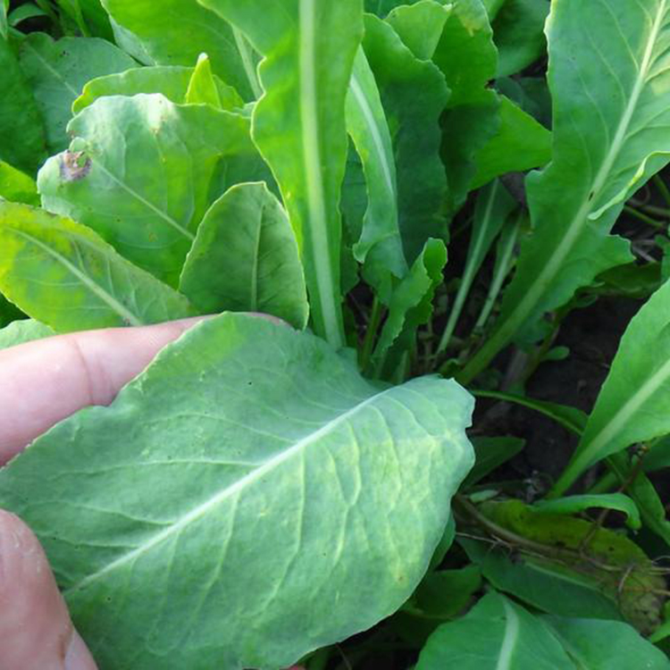 板蓝根种植技术 板蓝根种植每亩利润