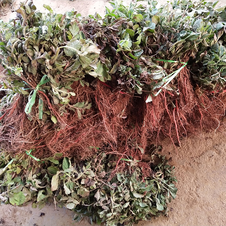 基地供应丹参苗 易成活 市场需求大 收益好 吴先彬中药材种苗批发销售