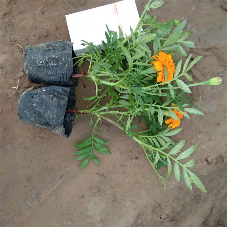 青州花卉孔雀草报价 双色盆孔雀草 观赏价值高