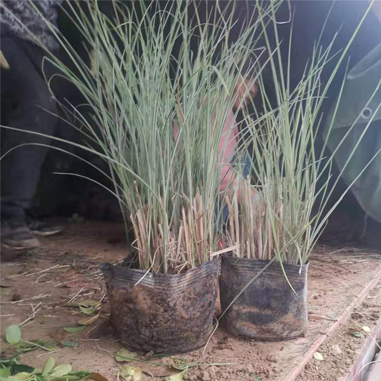 山东花卉小兔子狼尾草行情 狼尾草小苗 绿化植被