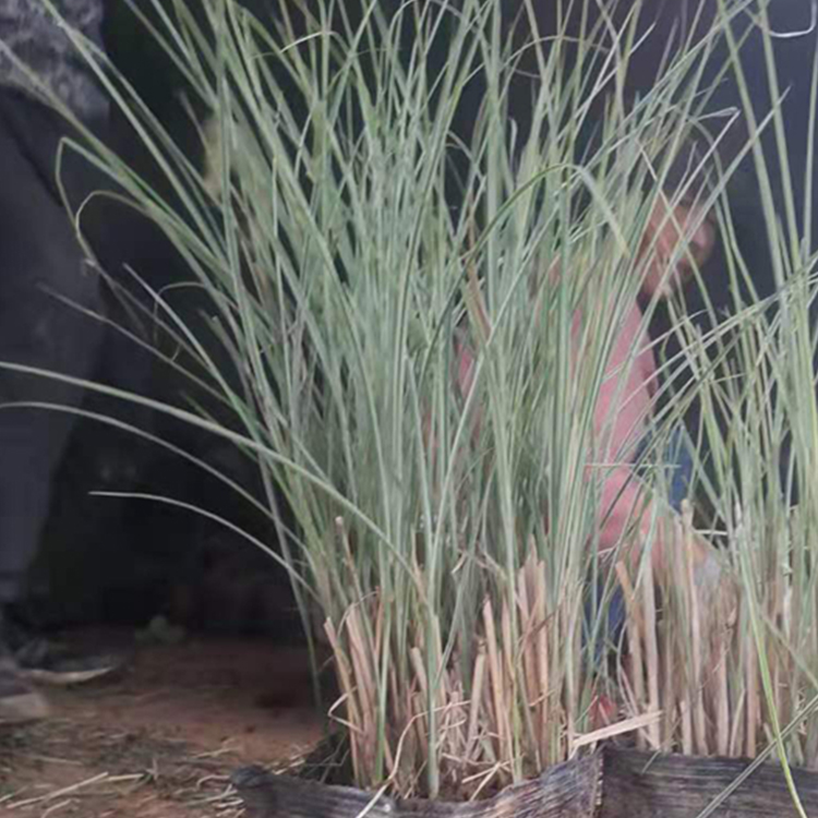 小兔子狼尾草苗 花序繁密整齐 河北小兔子狼尾草报价