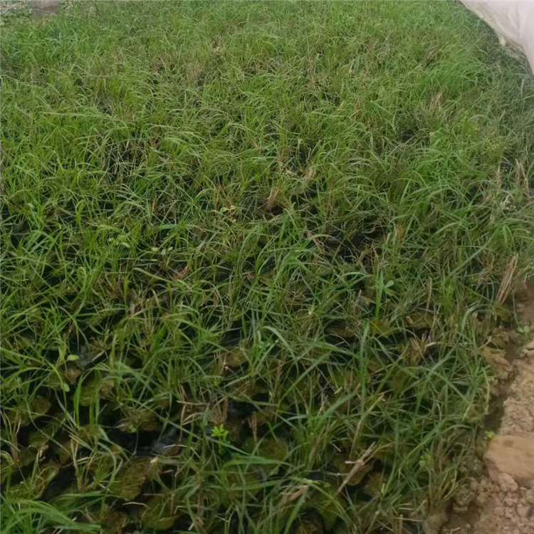 狼尾草苗 绿化植被 山东小兔子狼尾草价格