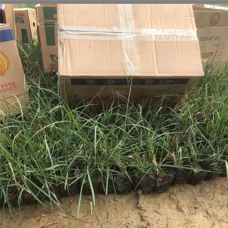 狼尾草苗 多年生草本 河北小兔子狼尾草价格