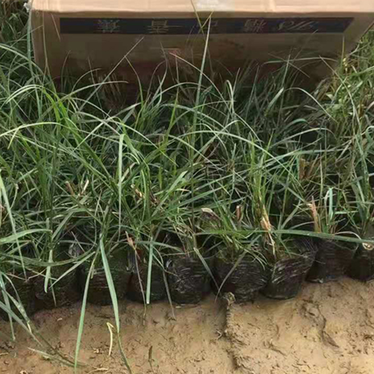 狼尾草苗 绿化植被 山东青州小兔子狼尾草出售