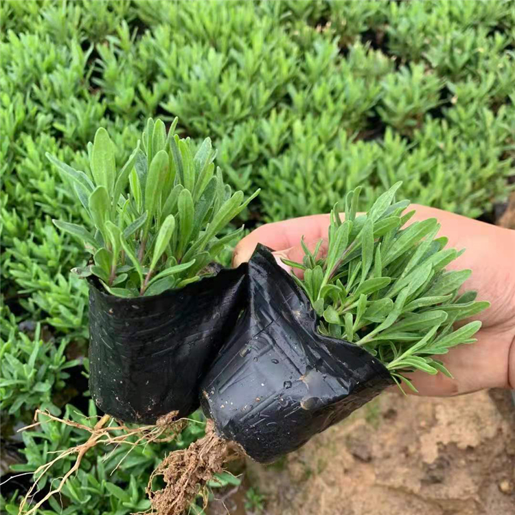 黄香草 打造网红花海 山东薰衣草出售