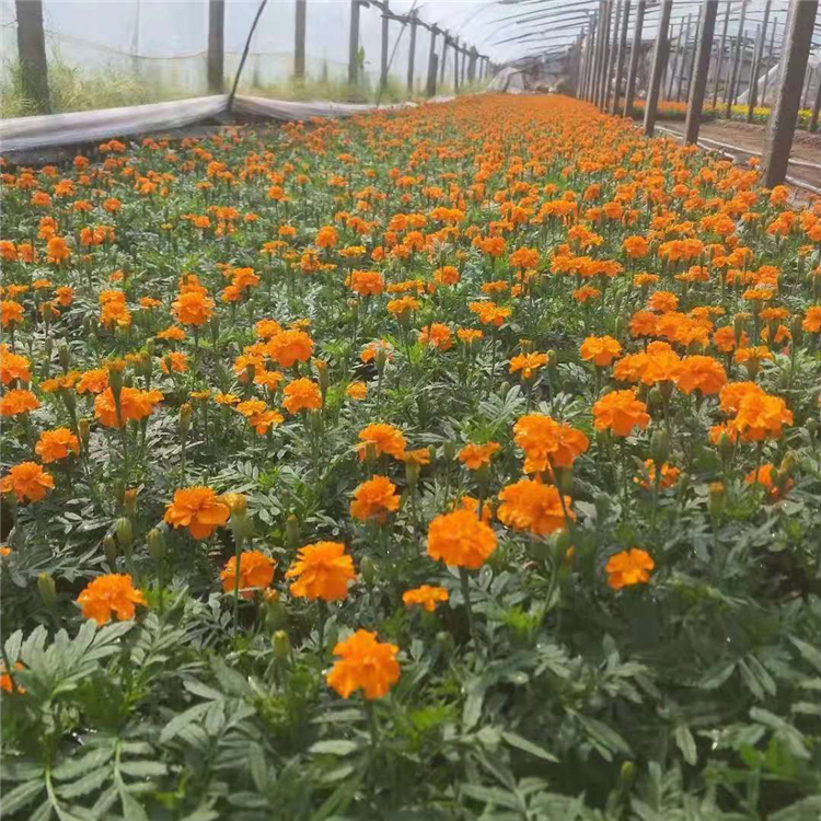 山东花卉孔雀草报价 庭园栽培孔雀草 生长较快