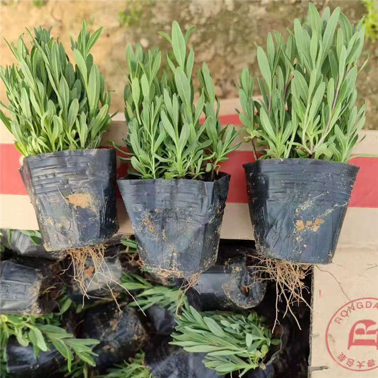 黄香草 多年生草本 青州薰衣草报价