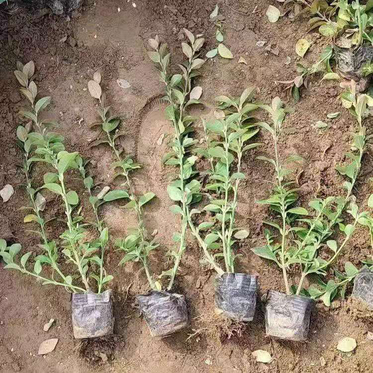 卫矛小苗 欢迎来电咨询 山东青州卫矛批发