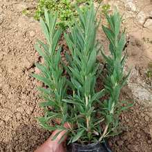 薰衣草苗 多年生草本 青州薰衣草报价