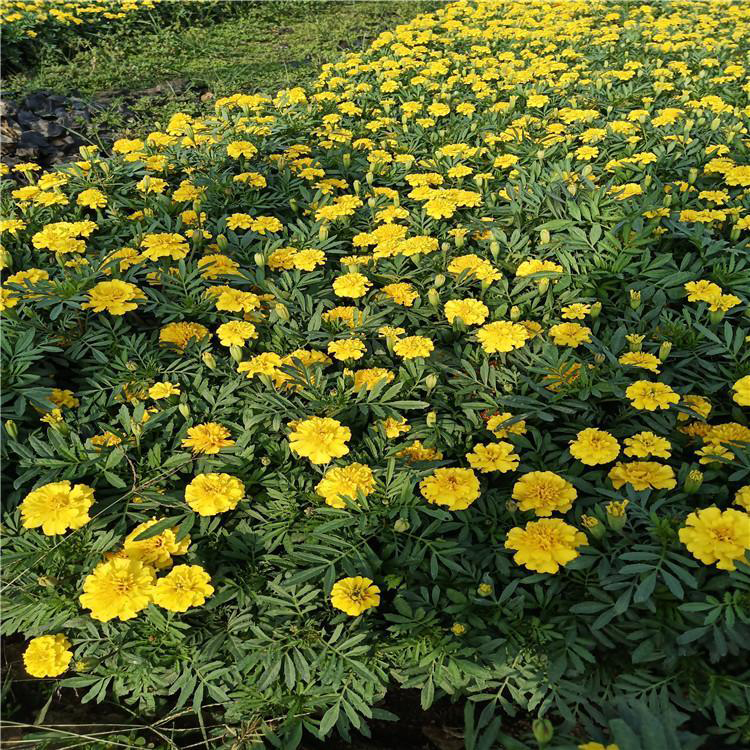 庭园栽培孔雀草 一年生草本植物 山东孔雀草行情