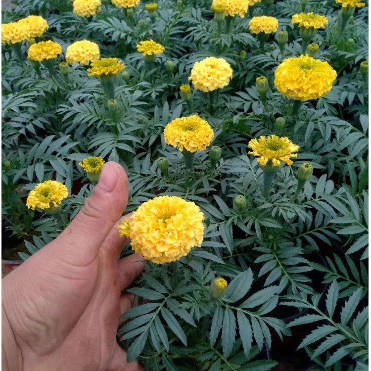 绿化工程用万寿菊  万寿菊双色盆价格  夏秋季开花 观赏效果