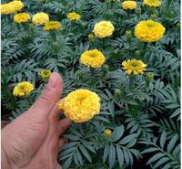 绿化工程用万寿菊  万寿菊双色盆价格  夏秋季开花 观赏效果