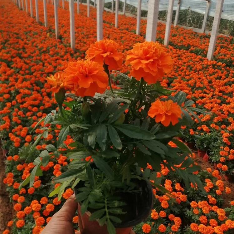 绿化工程用万寿菊  万寿菊批发  花色种类繁多