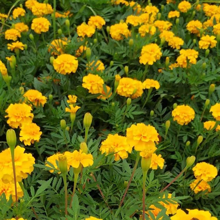 绿化工程用万寿菊  万寿菊供应商  花苞众多