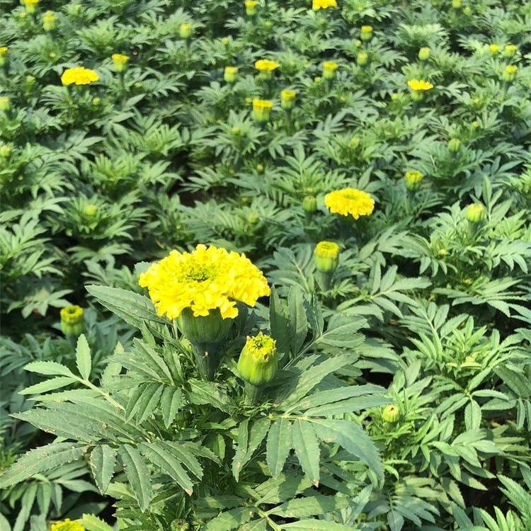 绿化工程用万寿菊  万寿菊批发  自然成型