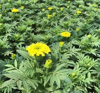 绿化工程用万寿菊  万寿菊批发  自然成型