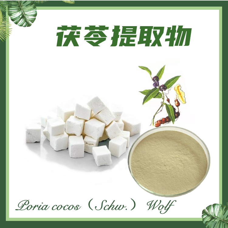 茯苓提取物  10:1  茯苓粉 现货供应