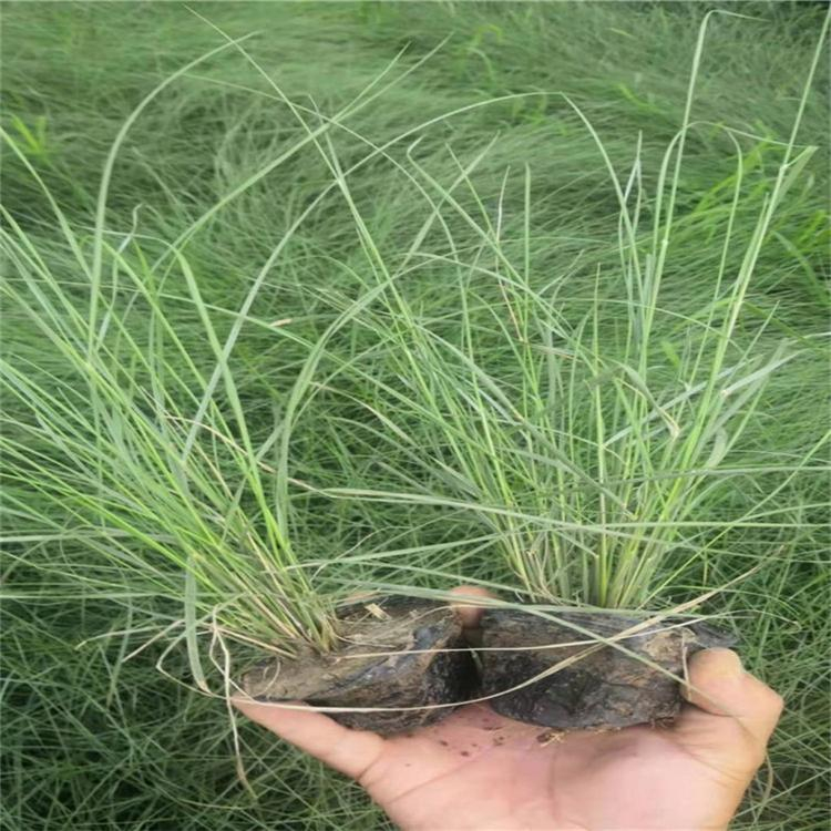 基地粉黛乱子草 粉黛乱子草供应商 花海观赏苗