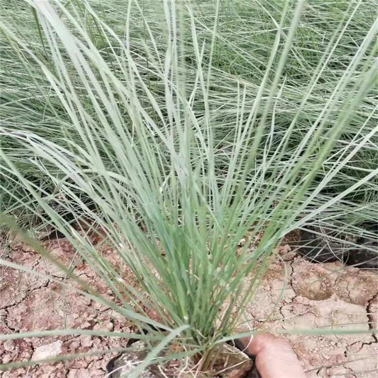 基地粉黛乱子草 粉黛乱子草种植基地 暖季型草本粉黛乱子草
