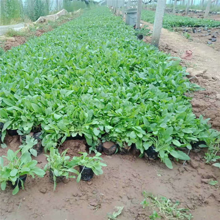 鼠尾草出售 草花鼠尾草供货商