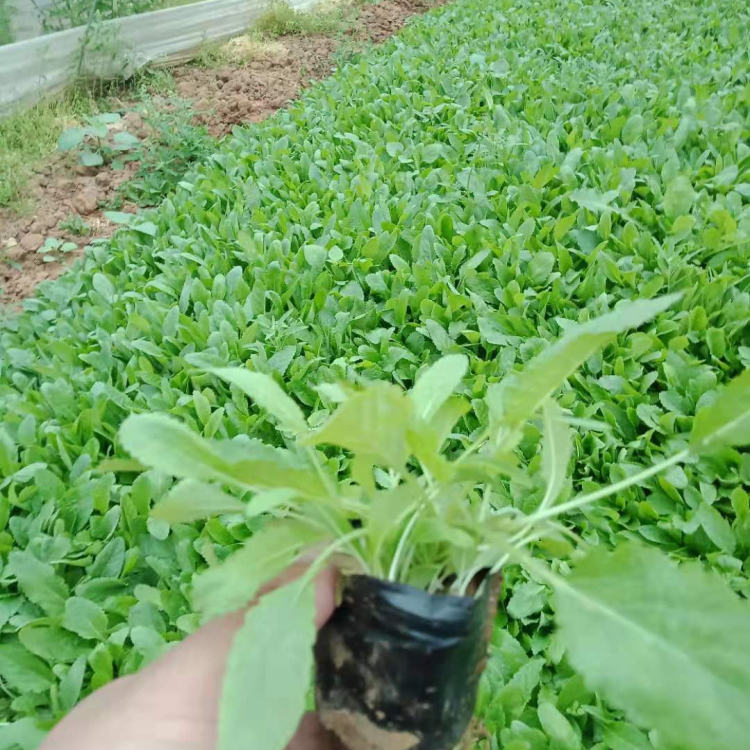 鼠尾草基地 鼠尾草幼苗种植基地