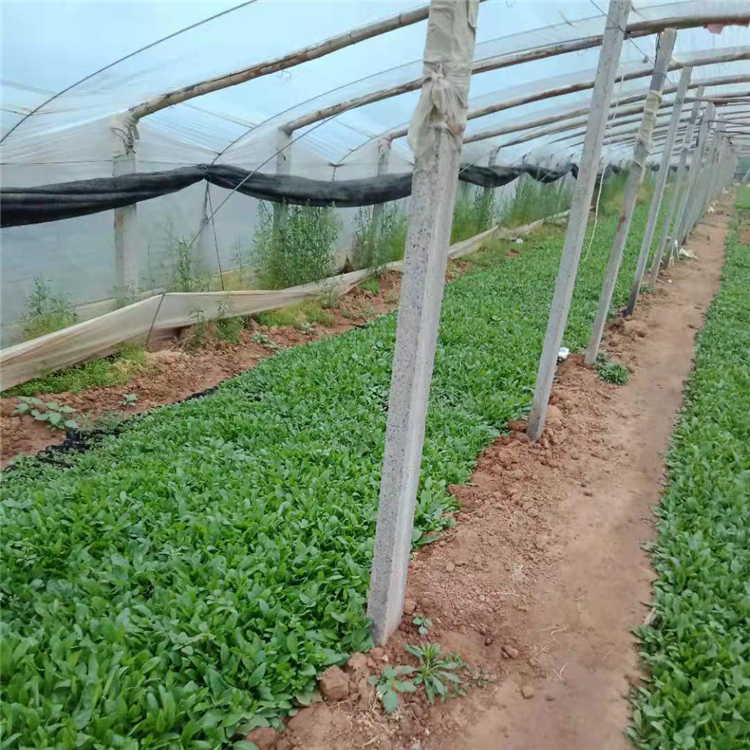 鼠尾草种植 草花鼠尾草批发报价