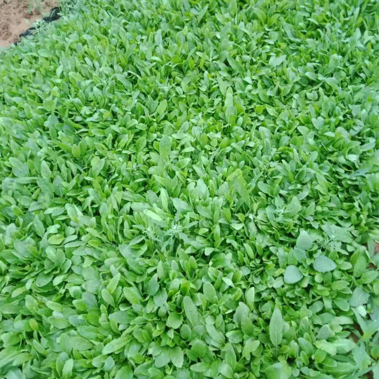 鼠尾草批发商 鼠尾草幼苗培育