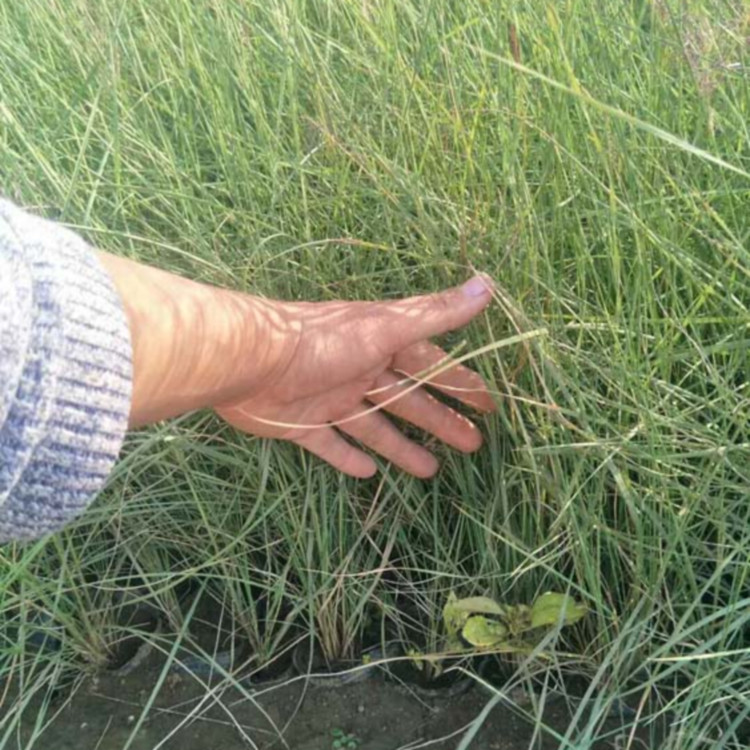 基地粉黛乱子草 粉黛乱子草价格 花海观赏苗