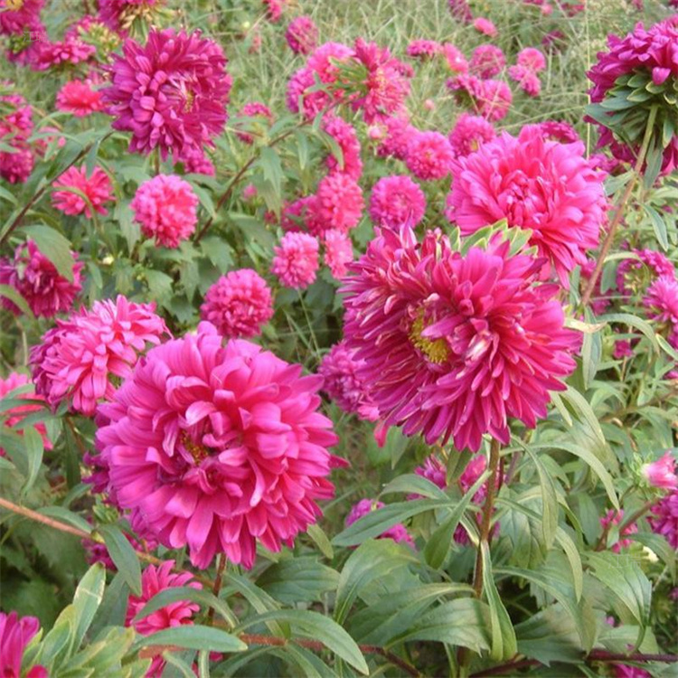 多色翠菊批发基地 花园绿化翠菊大量上市 江瑞