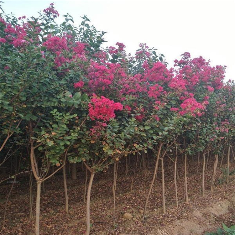 紫薇树批发基地 造型紫薇树出售 江瑞