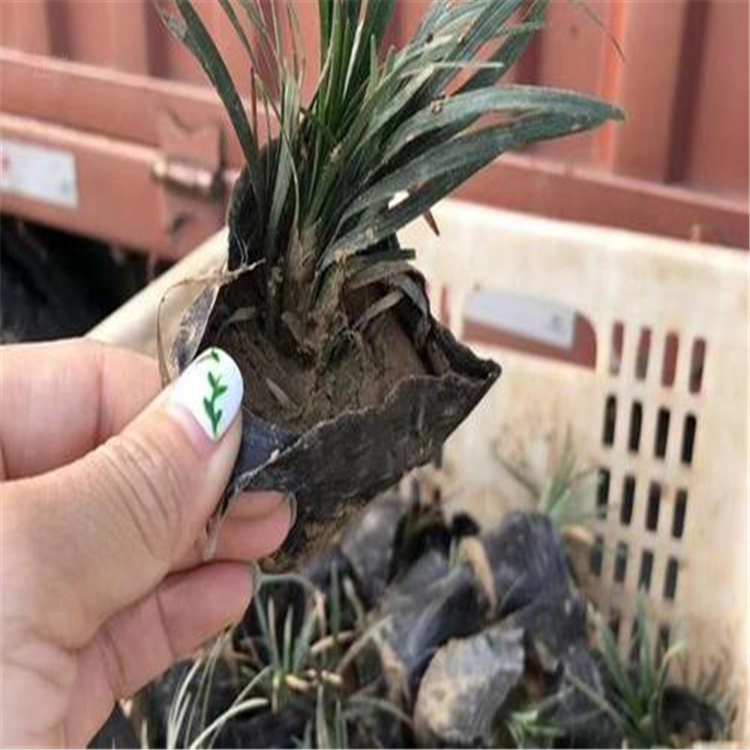 矮麦冬 江瑞矮麦冬直供