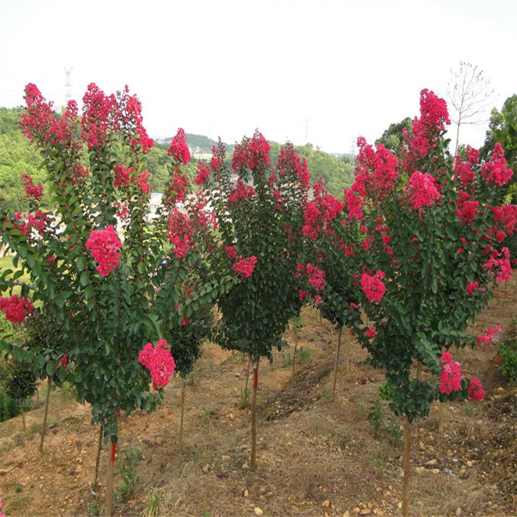 百日红 山东百日红种植基地 百日红树苗直批
