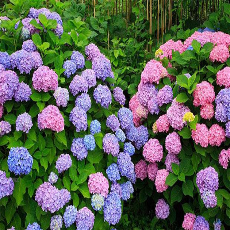 庭院摆放八仙花 公园绿化绣球基地 欢迎基地考察选购