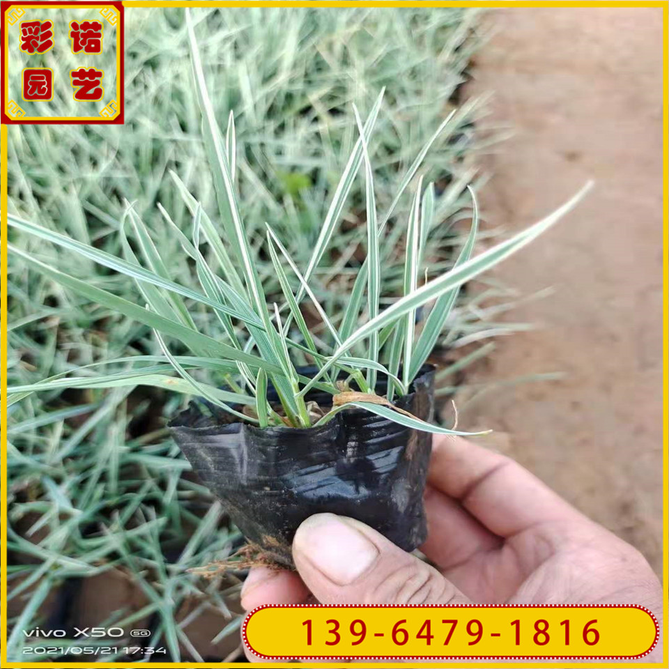 景观镶边花叶燕麦草小苗批发 拼色花叶燕麦草黑杯苗价格  山东观赏草