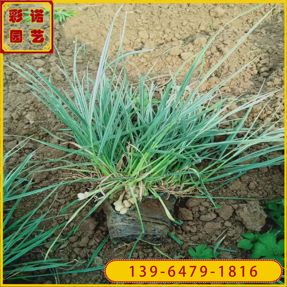 花叶燕麦草小苗种植基地 山东青州花叶燕麦草杯苗价格