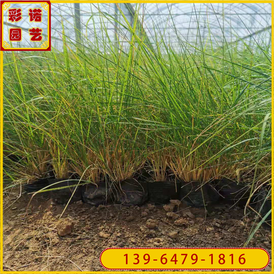 细叶画眉草草坪种子耐寒耐旱 固土护坡植物红知风小杯苗