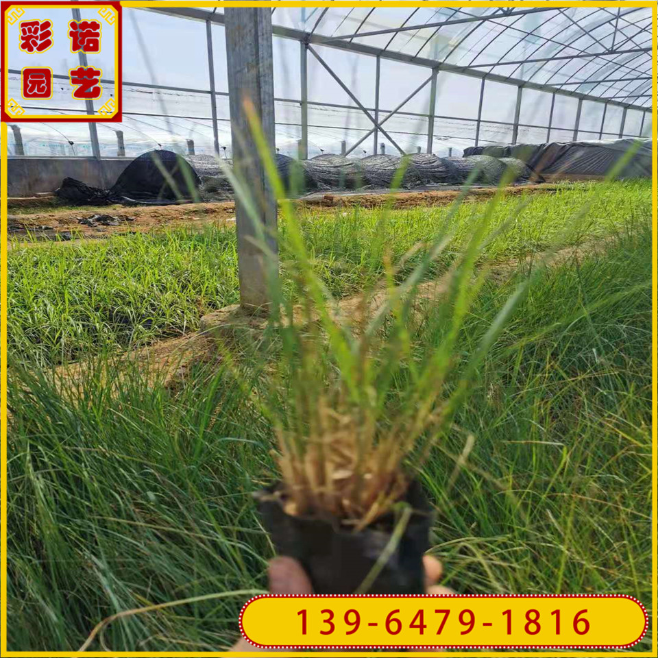弯叶画眉草小苗批发 耐盐碱茅草类供应 细叶画眉草营养杯苗