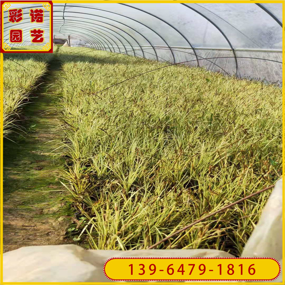多年生植物黄金苔草绿化工程苗 多芽金边苔草容器苗