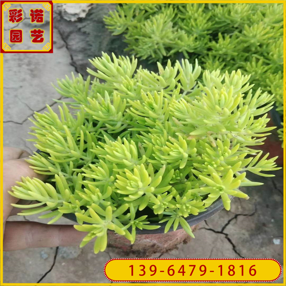 屋顶绿化佛甲草方盘苗 花卉造型常用植物 佛甲草穴盘苗