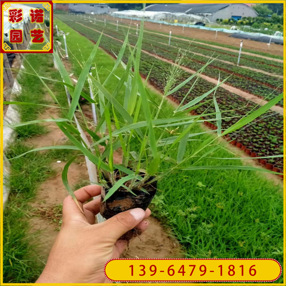 供应各种工程苗 基地直销细叶画眉草营养袋苗 弯叶画眉草种苗