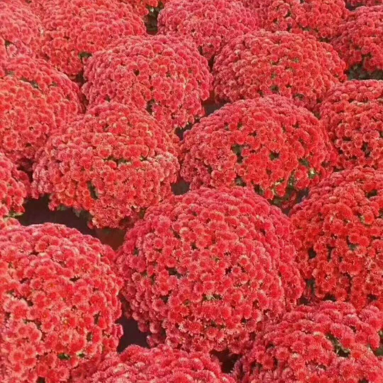 多花色千头菊培育基地 基地直发多花色千头菊 观赏价值高