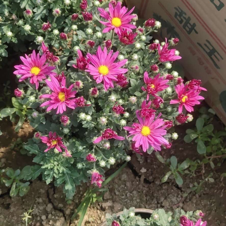 好成活的千头菊小苗 千头菊小苗供应商 欢迎来电
