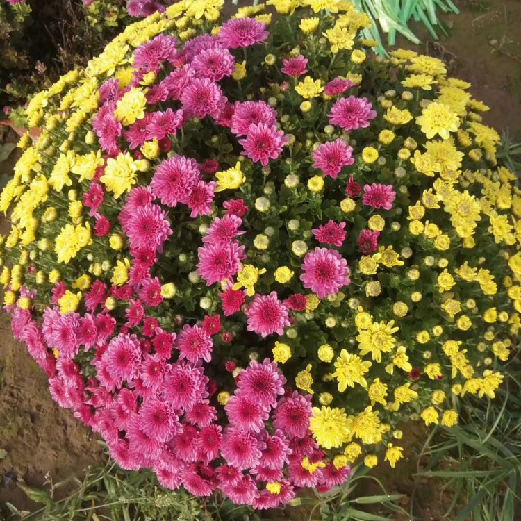 山东千头菊花苗 千头菊花苗批发基地 易栽培