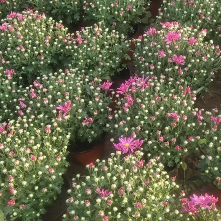 天亿良友批发多花色千头菊 多花色千头菊种植基地 欢迎来电