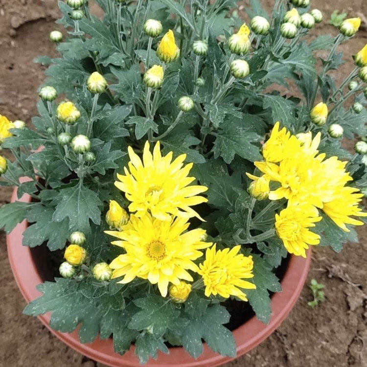 多花色千头菊小苗供应商 基地直发多花色千头菊小苗 价格优惠