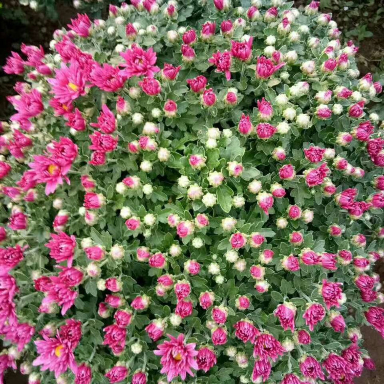 基地直发千头菊 千头菊批发基地 来电咨询