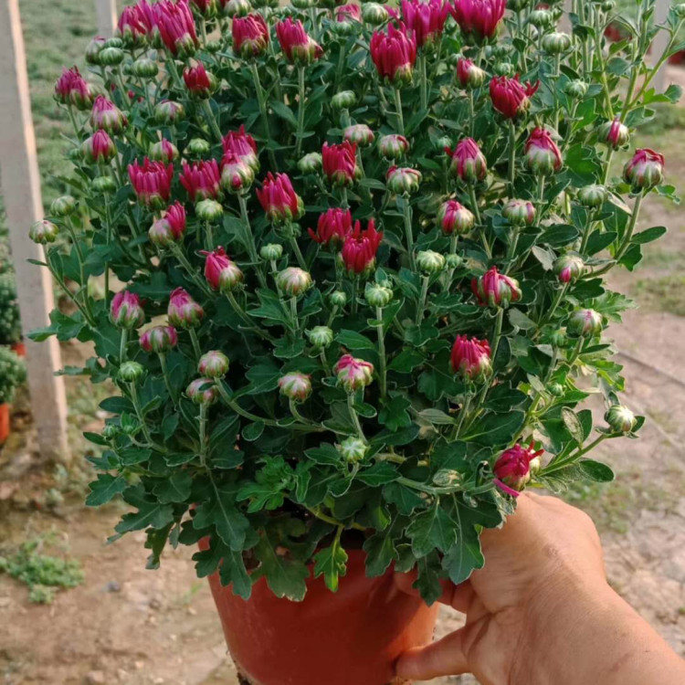 天亿良友批发多花色千头菊小苗 多花色千头菊小苗价格 量大价优
